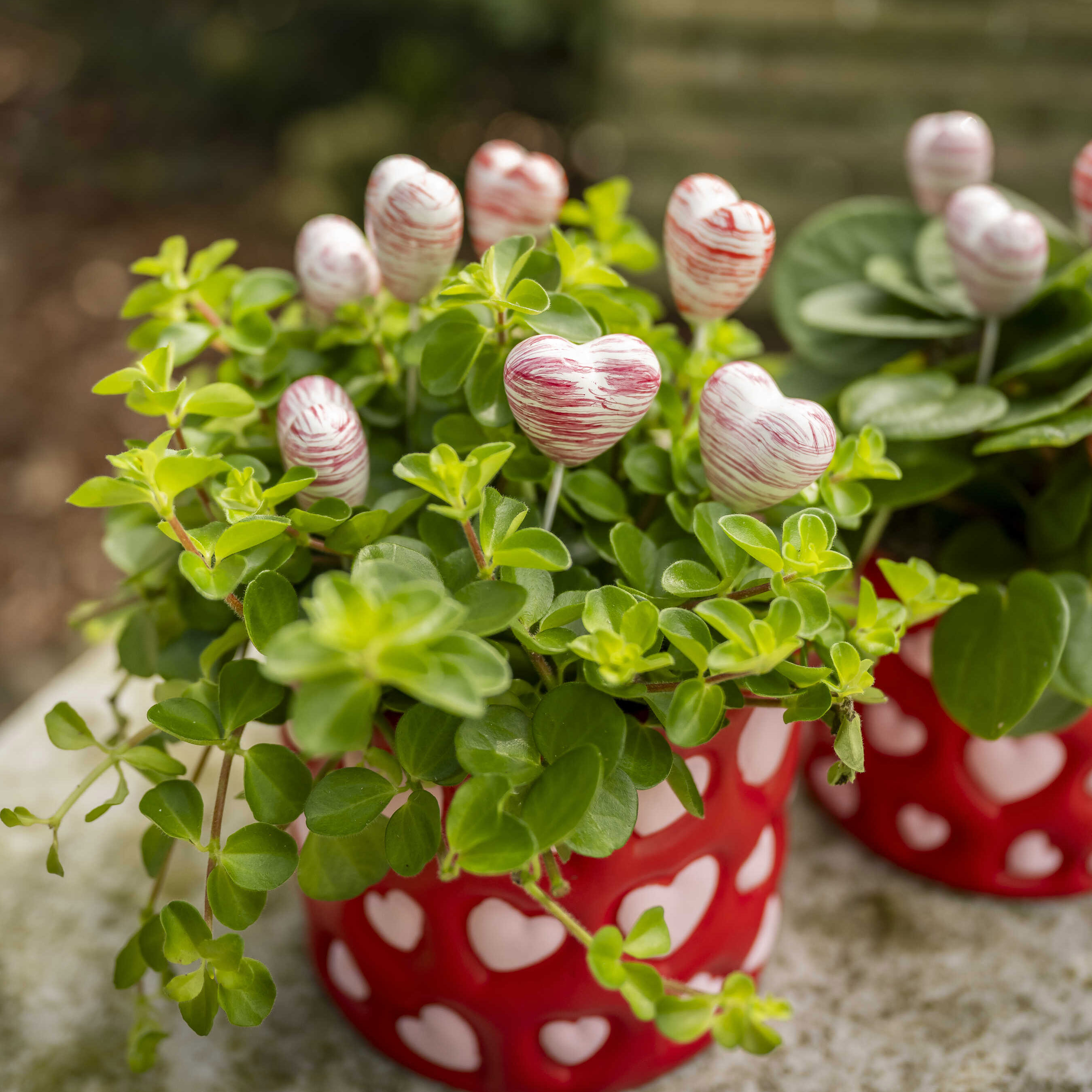 collection valentine